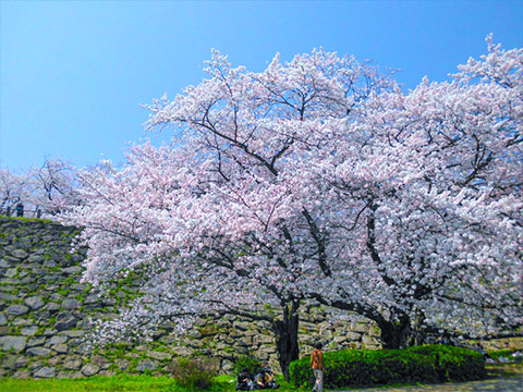 舞鶴公園の桜。福岡城の石垣をバックに満開の桜が青空に映える。