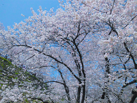 舞鶴公園の桜。福岡城の石垣をバックに満開の桜が青空に映える。